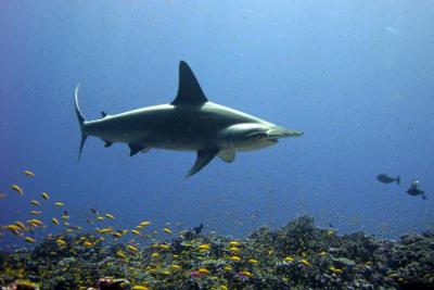 Hawaii Marks World Oceans Day With 9 New Laws To Protect Sharks And Marine Life