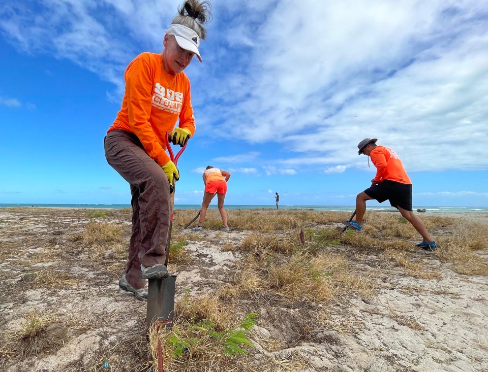 Shelagh Sayers (left) and other volunteers with 808 Cleanup remove invasive weeds from the sand at Nimitz Beach in Kapolei, on Wednesday, August 4, 2021. When asked why she was volunteering Sayers said, "I love the beach and I want everyone to be able to enjoy it in the clean and pure state that it should be in". (Ronen Zilberman photo Civil Beat)