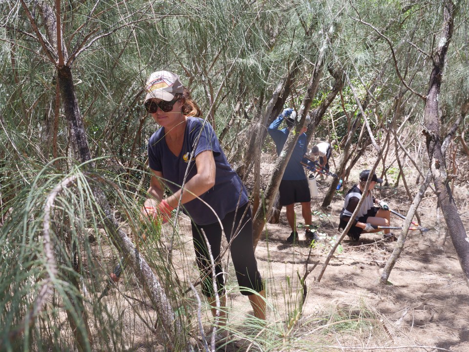 Volunteer Patti Sober, of Wailua, cuts small growth ironwood and strawberry guava trees from the Kalahe`e Ridge in Waimea Valley, Saturday, August 28, 2021. Volunteers were taken on an exclusive hike up to the central ridgeline and spent the day helping with conservation projects to remove invasive plant species. The montly event is open to everyone 12 years and up.(Ronen Zilberman photo Civil Beat)