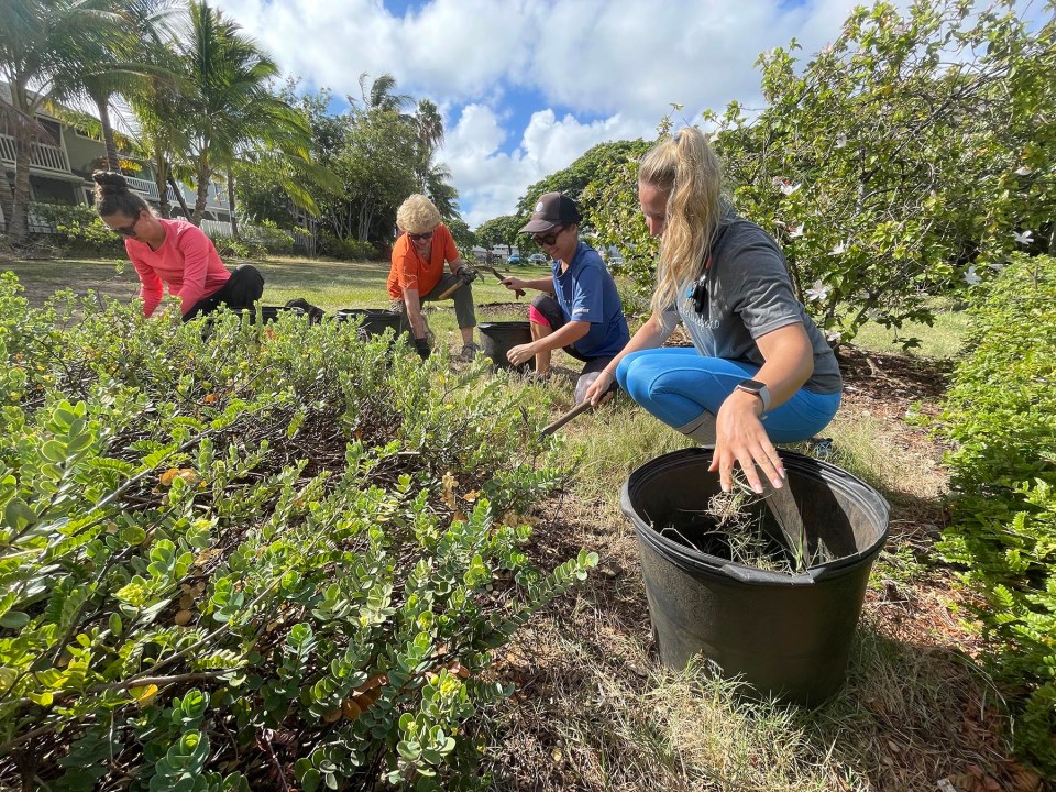 From left, Mikaelia Ziegler, Marie Sode, Maya Galante, and Lane Morrow volunteer, at the Kaha Garden in Kailua, to remove weeds from native plants on Friday, August 13, 2021. Community volunteers of all ages are taught to identify the native and Invasive plants, how to properly propagate and where to plant different species to maximize their ecological benefits, and how to properly remove invasive species. Community workdays are held every other month at this site. (Ronen Zilberman photo Civil Beat)