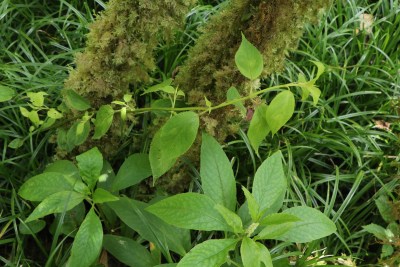 Critically Endangered Fern Rediscovered On Kauai