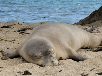 Who Is Killing The Monk Seals On Molokai?