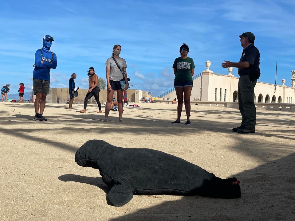Jon Gelman (right) from the Hawaii Marine Animal Response / Hawaii Marine Mammal Alliance uses a stuffed seal to teach (from left) Max Lee, Kate Dolbier, and Vaibhavi Dwivedi how to handle crowds of onlookers when a marine animal is on the beach in Waikiki, Thursday, September 16, 2021. The Hawaii Marine Animal Response organization is the largest Hawaii- based marine species response and conservation non-profit in Hawaii. (Ronen Zilberman photo Civil Beat)