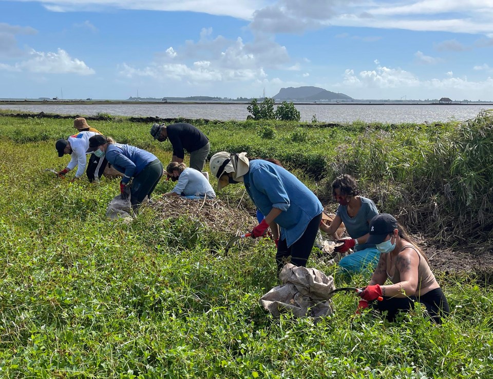 Volunteers with Hui o Ko’olaupoko weed out invasive plants, in Kaneohe, Saturday, September 18, 2021.Since 2015 the Hui o Ko’olaupokoto has been working on the He'eia Estuary Restoration Project, aimed at improving water quality and increasing habitat for native aquatic animals by removing invasive plants and replanting native Hawaiian species.  (Ronen Zilberman photo Civil Beat)