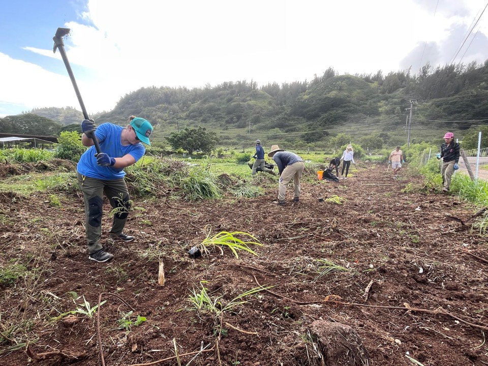 Community volunteers dig out the roots of invasive weekds in an ongoing effort organized by the North Shore Community Land Trust to restore Hawaiian agriculture and native ecosystems to the area of Waiale'e on the North Shore of Oahu, Saturday, September 25, 2021. Once the ground is cleared sufficiently the group will plant hala, a plant that was once prevelant in the area and important to Hawaiians for weaving.  (Ronen Zilberman photo Civil Beat)