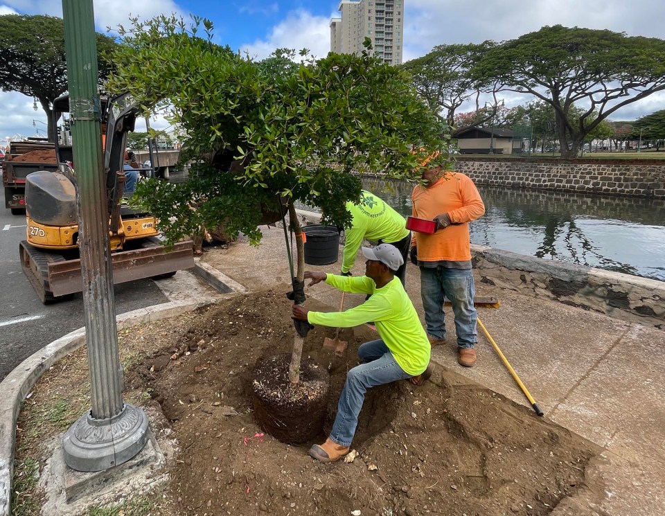 Planting crews with the Honolulu Department of Parks and Recreation’s Division of Urban Forestry, plant trees in Honolulu Chinatown, Thursday, October 14, 2021. Prior to this project other beautification efforts have been conducted throughout the area. (Photo: Ronen Zilberman/Civil Beat)