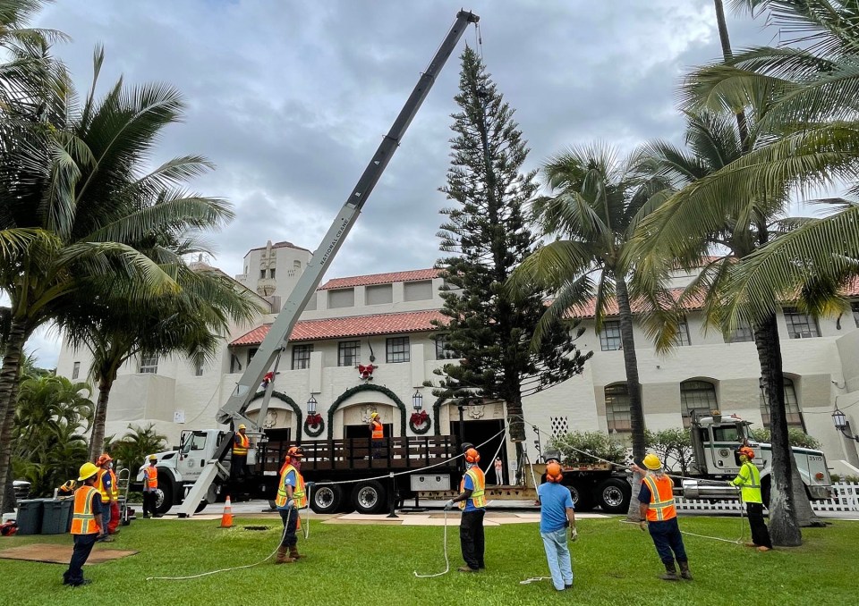 City crew members installed a pine tree on the front of Honolulu Hale on Monday, Nov. 15, 2021 . The tree will serve as the centerpiece for the Honolulu City Lights Celebration at Honolulu Hale this December. (Photo: Ronen Zilberman/Civil Beat)