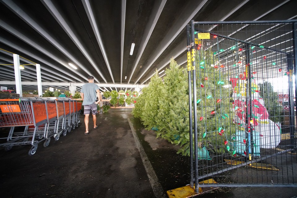 Helmuth Rogg Native Christmas Trees In Hawaii: A Local Nursery's Passion Project