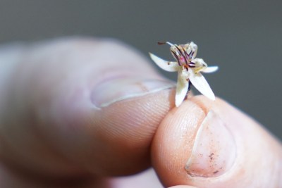 Lonohana Estate Chocolate founder Seneca Klassen holds a Cacao flower that is pollinated and turns into the Cacao pod.