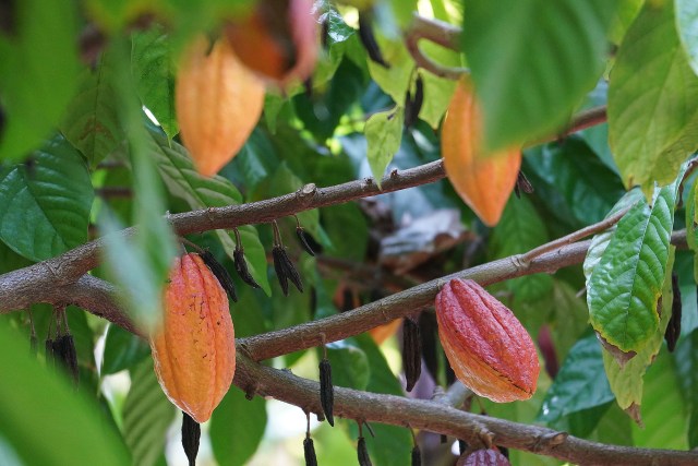Lonohana Estate Chocolate Cacao orchard with some Cacao pods.