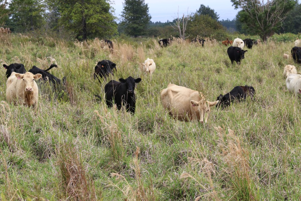 Kapapala Ranch Lawmakers Advance 5 Bills That Could Settle Debate Over Ag Land ...