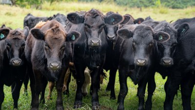 A Meat Inspection Program Could Pay Dividends For Hawaii