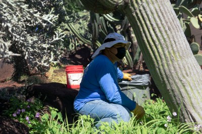 Iconic Cactus Garden At Kapiolani Community College Faces An Uncertain Future