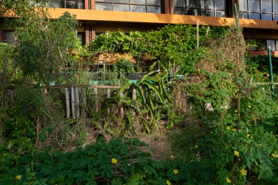 Want To Discourage Plant Thieves? Grow A Lilikoi And Squash Barrier