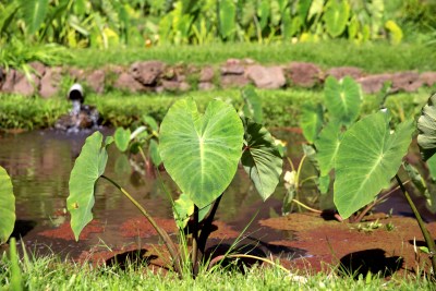 Native Hawaiians And Farmers Are Asking Why A Key Vacancy On State Water Board Is Going Unfilled