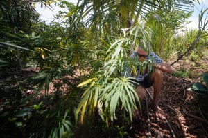 Portrait of Hawaii Royal Hemp Company's Clarence 'Cab' Baber speaks about regenerative farming of his Hemp plants grown with some basil and other plants between the hemp plants. Hawaii Royal Hemp is preparing to grow and refine premium organic full spectrum CBD Cannabidiol products.