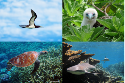 Expanded Pacific Remote Islands Protections Would Safeguard Nature, Culture