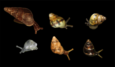 Saving Endemic Hawaiian Snails Is A Moral imperative
