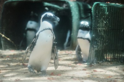 Could The End Be Near For Hawaii’s Resort Penguins?