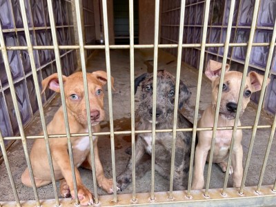 2 Dogs Found Dead After Kauai Animal Shelter Break-in