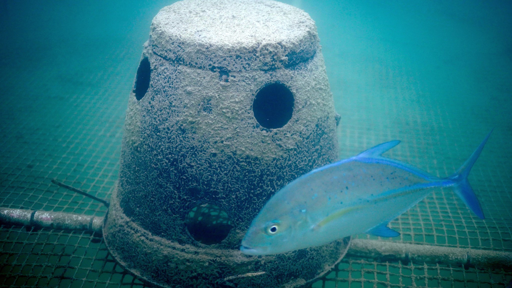 How Satellite Images Can Help Scientists Monitor The Health Of Coral ...