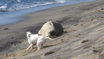 Dog Owner Faces Charges After Harassing Endangered Hawaiian Monk Seal