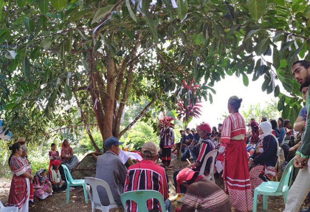 Philippines Filipino Talaandig Bukidnon Replanted Balete Tree Rainforest Reforestation