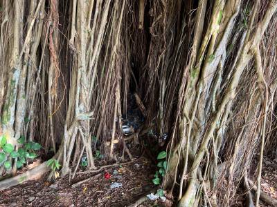 The Tragic Life And Death Of A Hilo Homeless Woman