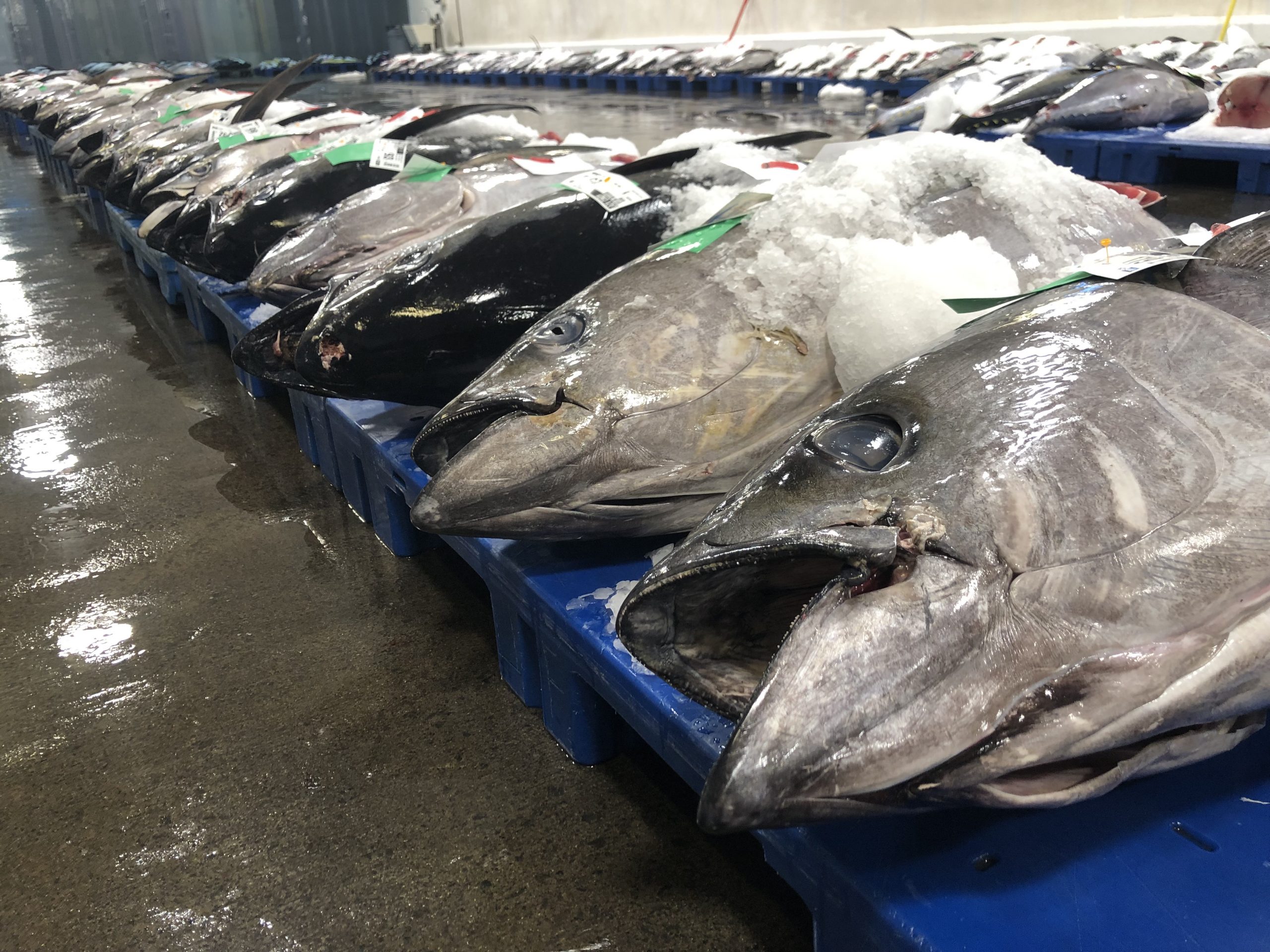 Trump Reopens Protected Hawaiian Waters To Commercial Fishing