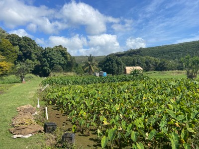 Rep. Jill Tokuda: Bipartisan Farm Bill Will Reduce Hunger And Lower Costs For Farmers