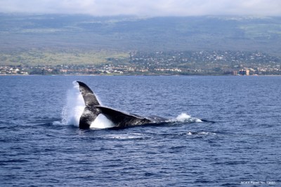 Should Boats Have To Slow Down To Avoid Hitting Humpback Whales?