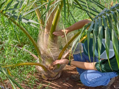 Pint-Sized Plants Could Be Our Secret Weapon In Fight Against Invasive Beetle