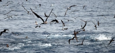 Trump Lifts Commercial Fishing Ban On Key Protected Area In Central Pacific