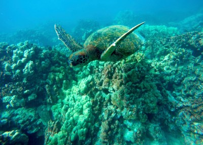 Proposed Rule Change On Endangered Species Of Particular Concern in Hawaiʻi