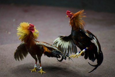 A New Bill In DC To Take On Cockfighting Still Can’t Get Backing From Hawaii Lawmakers