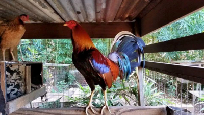 Hawaii’s Cockfight Economy Is Worth Millions Of Dollars A Year