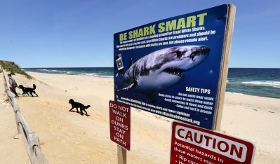 Recent Shark Attacks Are Worrying Beach-Goers, Yet Experts Say They’re Very Rare