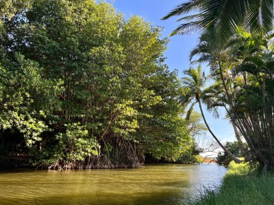 Wetlands Are Shrinking. Maui Has A Plan To Protect Them