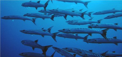 Future Of Commercial Fishing In Protected Pacific Waters In Courts’ Hands