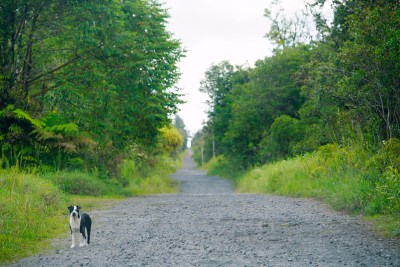Dangerous Dogs And Deadly Roads: Hawaiʻi County Council District 5 Candidate Q&amp;As