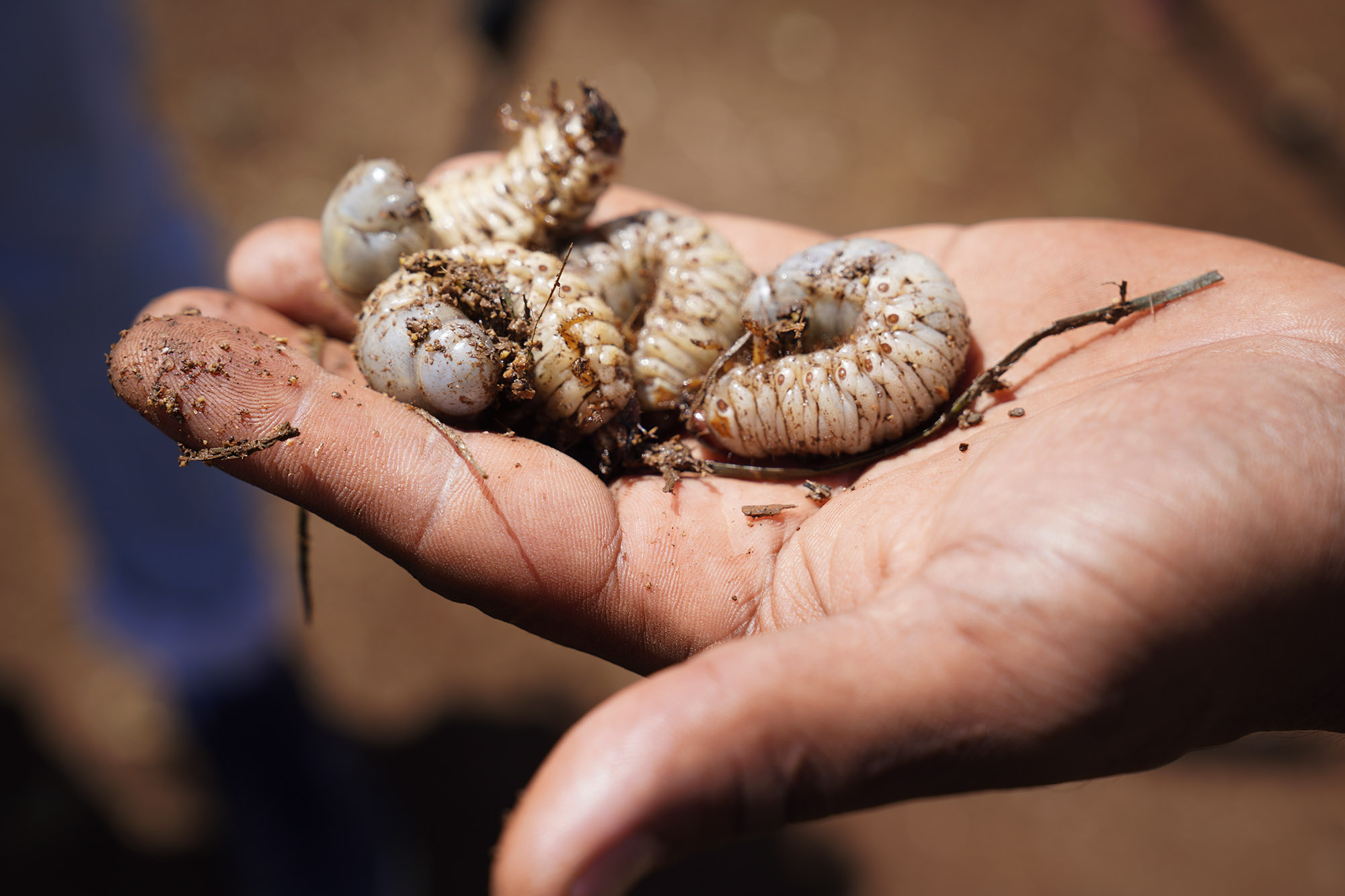 Hawaiʻi Launches New Online Data Portal About Invasive Species