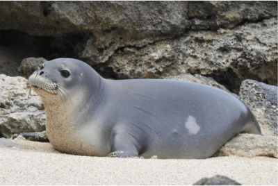 Monk Seal Pup Found Dead On Oahu’s North Shore