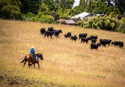 Hawaiʻi Farmers And Ranchers Face $46 Million In Federal Funding Cuts
