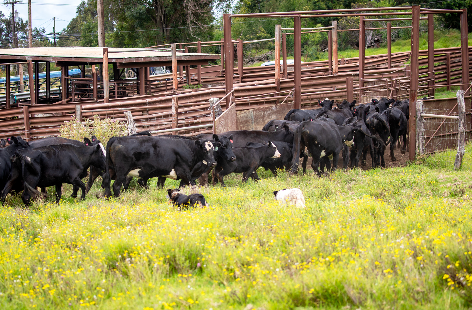 Hawaii cattle shipments surge to mainland amid high demand