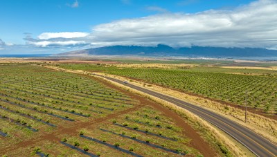 Maui Council Considers More Funding To Fight Invasive Beetles As Part Of Ag Department Budget