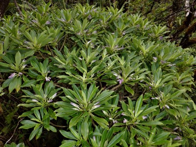 Discovering This New Plant Species On Maui Was Serendipity