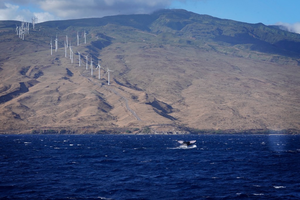 A humpback whale flashes its tail Saturday, Nov. 25, 2023, in Maalaea Harbor in Wailuku. (Kevin Fujii/Civil Beat/2023)