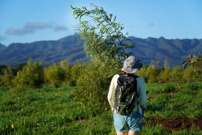 PHOTOS: Planting 1 Million Trees In Hawaii Begins With 200 Saplings