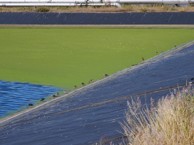 Concerns About Water Quality Prompt A Lawsuit Over A Kona Sewage Plant
