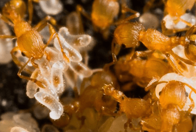 Alarmed About Little Fire Ants? Don’t Wait For The State To Act